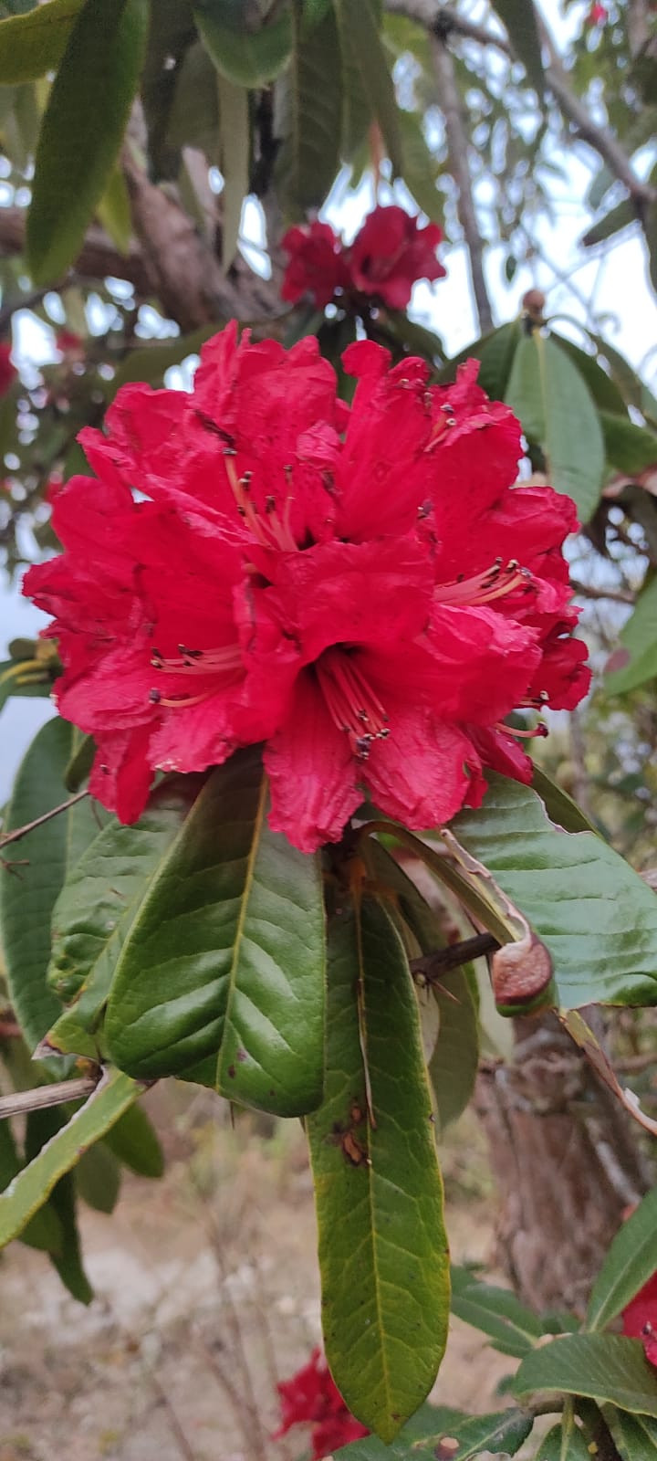 Image gallery