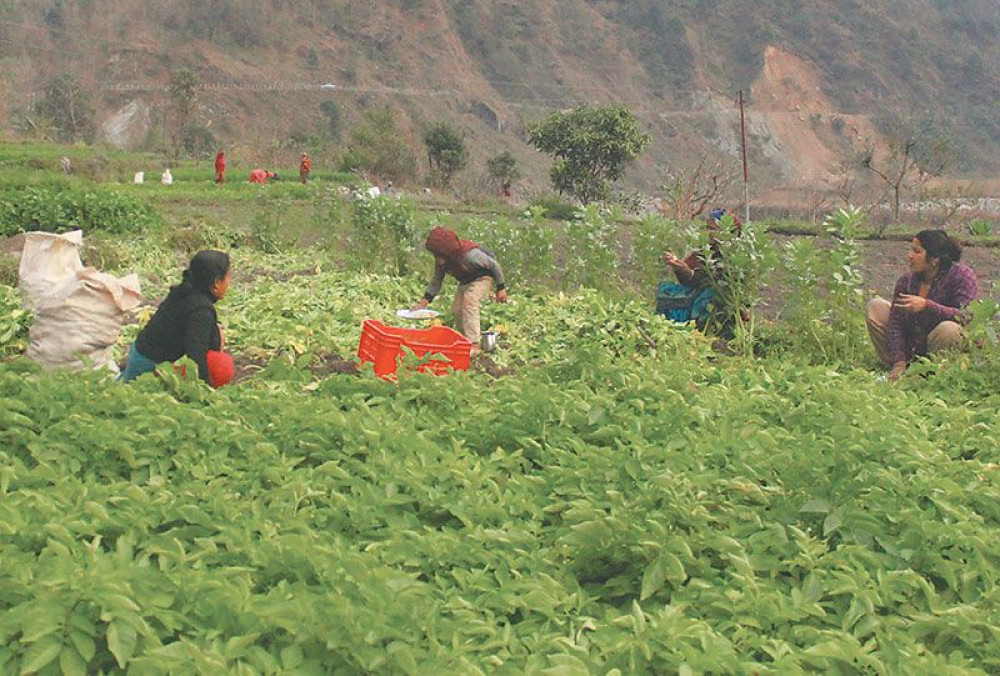 तरकारी खेतीबाट लगानी उठाउनै मुस्किल