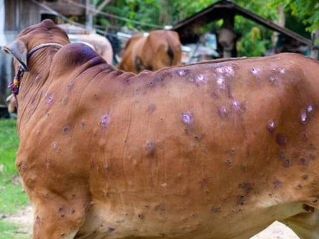 लम्पी स्किनबाट मरेका पशु चौपायाको क्षतिपूर्ति दिने कार्यविधि तत्काल टुङ्ग्याउन निर्देशन