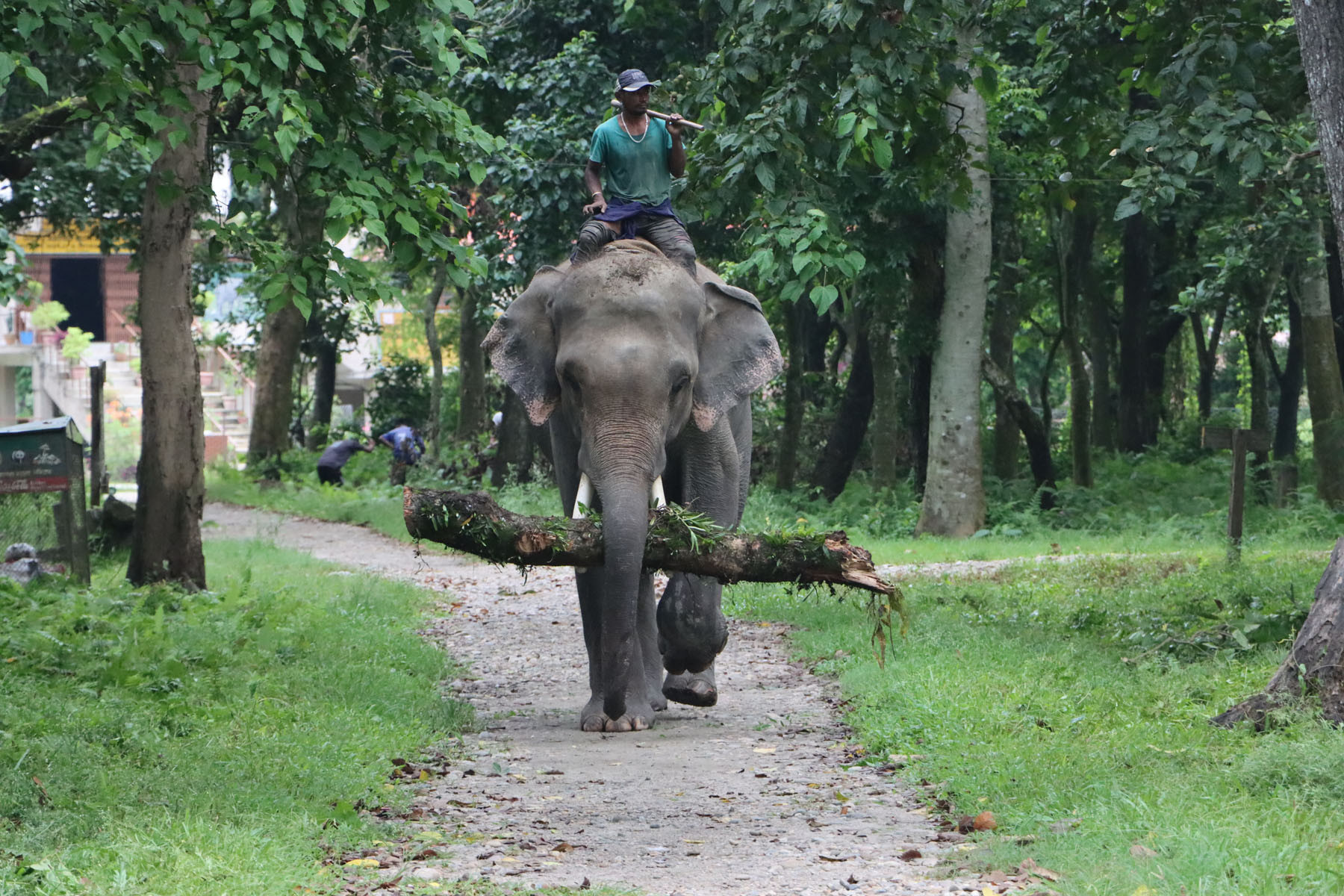 काठको गोला लैजाँदै हात्ती
