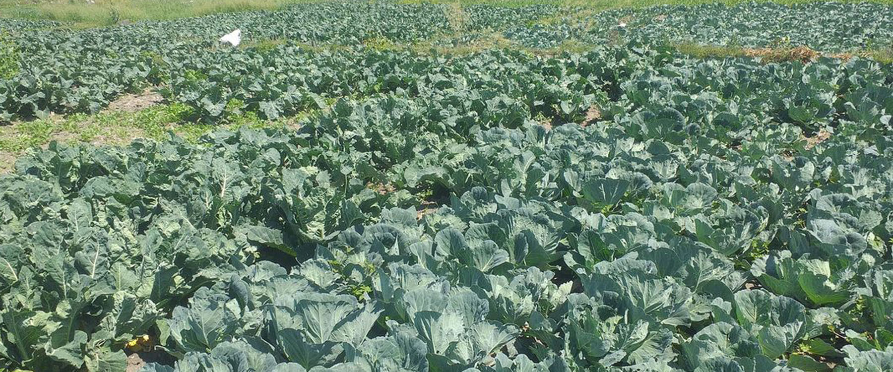 व्यावसायिक काउली खेती