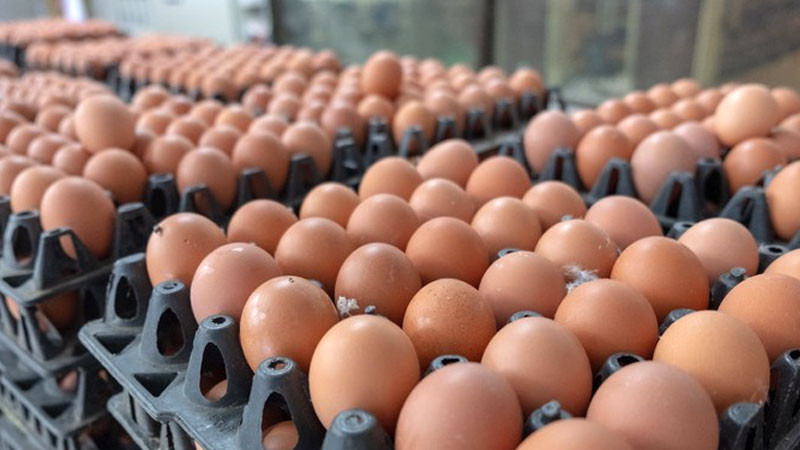 अण्डाको भाउ बढ्यो, अवैध आयात रोकिएपछि लागत मूल्य पाइयो : व्यवसायी