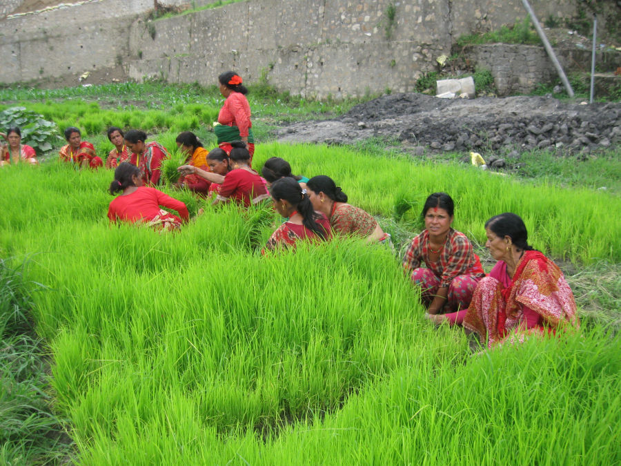 मुलुकभर हालसम्म जम्मा २७ प्रतिशत रोपाइँ सम्पन्न