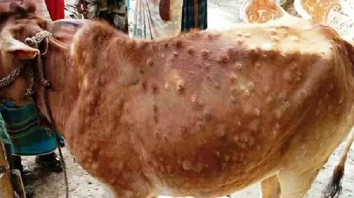 ‘लम्पी स्किन’ रोगलाई महामारी घोषणा गर्न माग