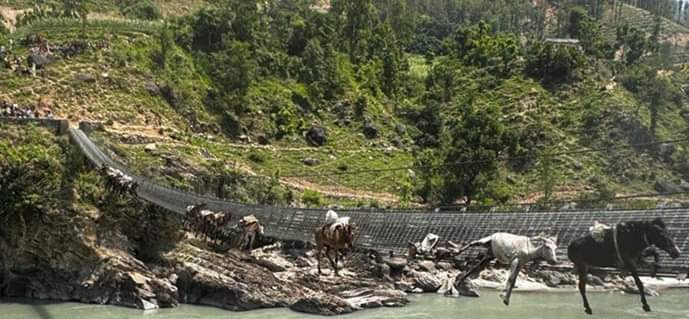कर्णालीको झोलुंगे पुलको लठ्ठा चुँडिदा १४ वटा खच्चड अड्किए
