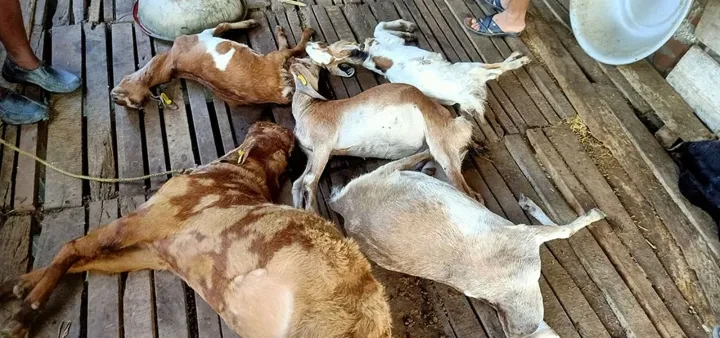 पशुमा अज्ञात रोगको सङ्क्रमण