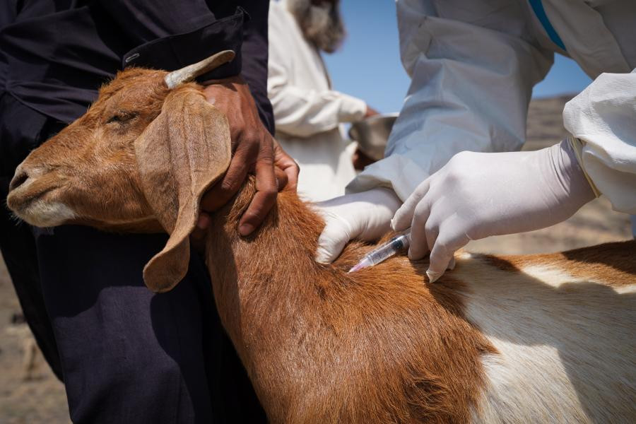 पशुलाई रोगबाट जोगाउन पूर्णखोप अभियान सञ्चालन