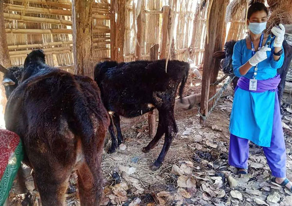 कर्णालीमा एक लाख पशुचौपायाको उपचार