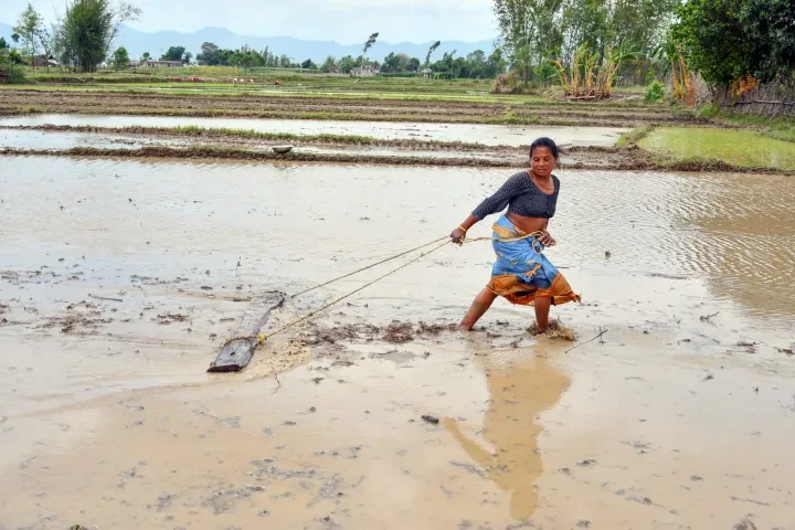 असार तेस्रो सातासम्ममा मोरङमा ३५ प्रतिशत रोपियो धान