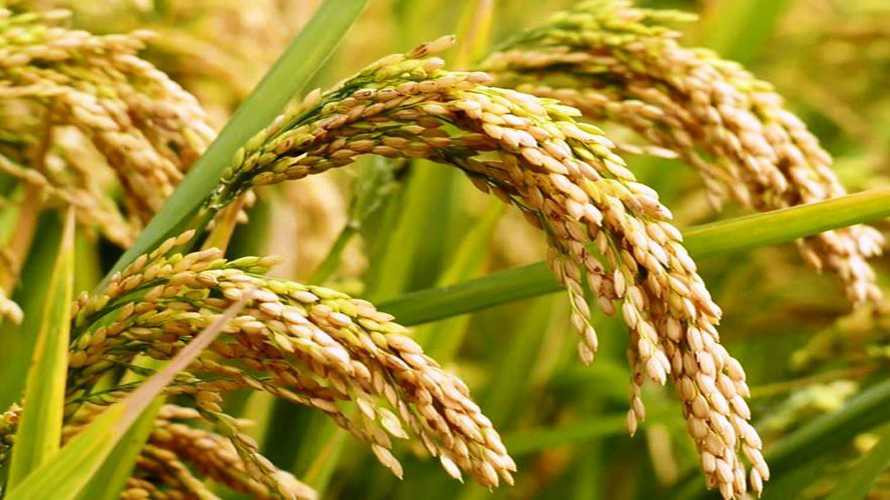 रैथाने ‘तिल्की’ धान  संरक्षण  गर्न  थालियो