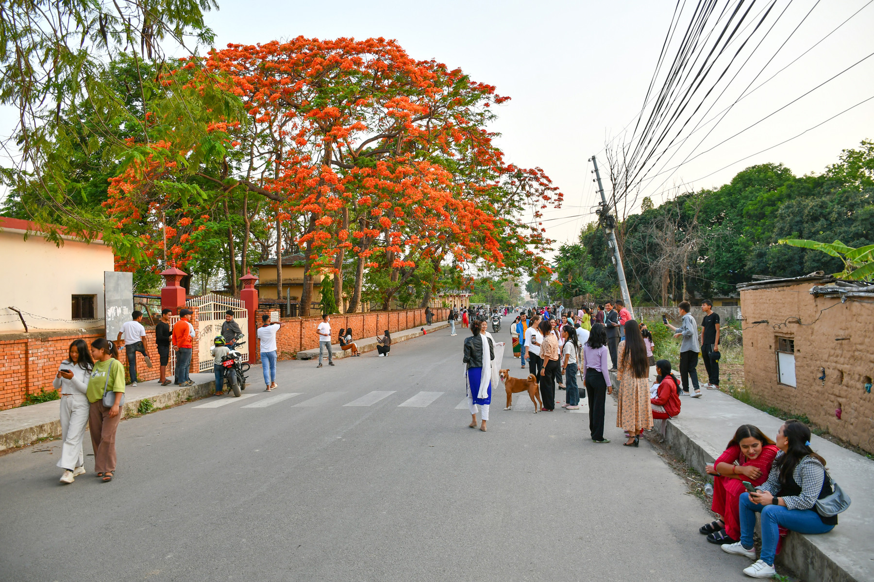 ढकमक्क फुलेको गुलमोहर,टिकटक बनाउनका लागि भिड