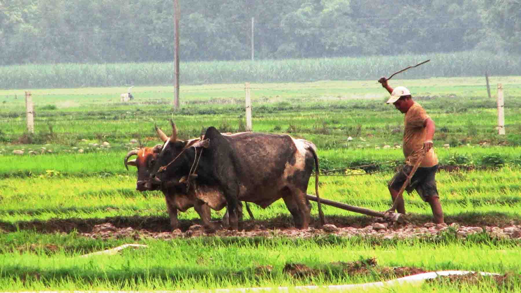 रोपाइँका लागि गोरुको सहायताले खेत सम्याउँदै