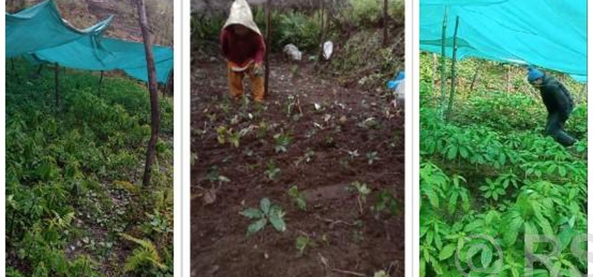 विदेशबाट फर्किएर जडीबुटी खेतीमा रमाउँदै पुर्जा