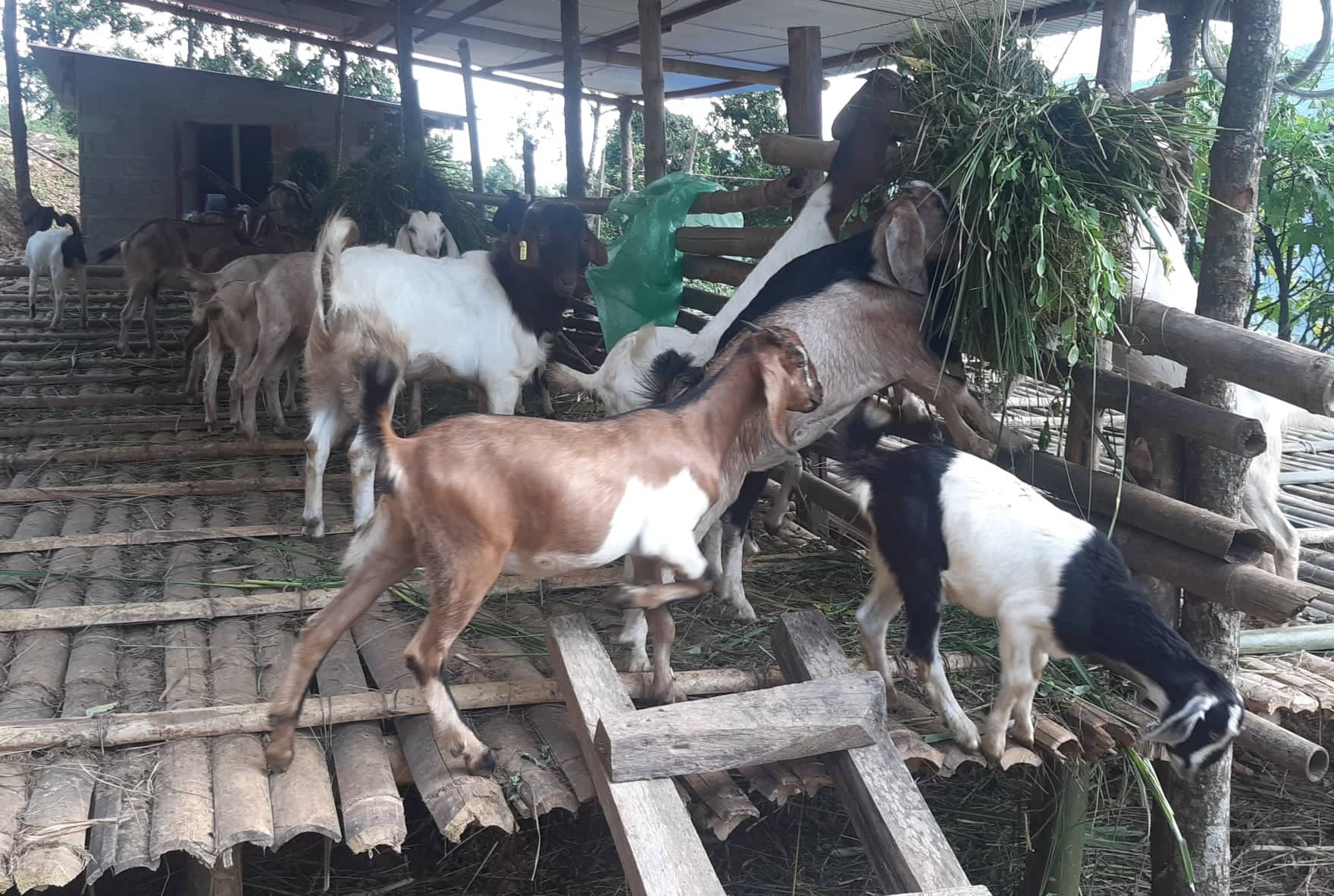चितवनमा एक लाख भेडाबाख्रालाई खोप