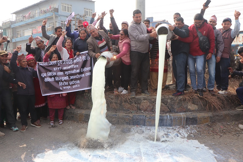 भुक्तानी नपाएको र बजारीकरणमा समस्या भएको भन्दै चितवनमा किसानले सडकमा दूध पोखे