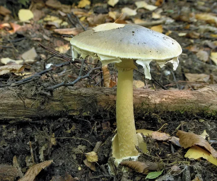 जङ्गली विषालु च्याउ खाँदा एकै परिवारका सातजना बिरामी