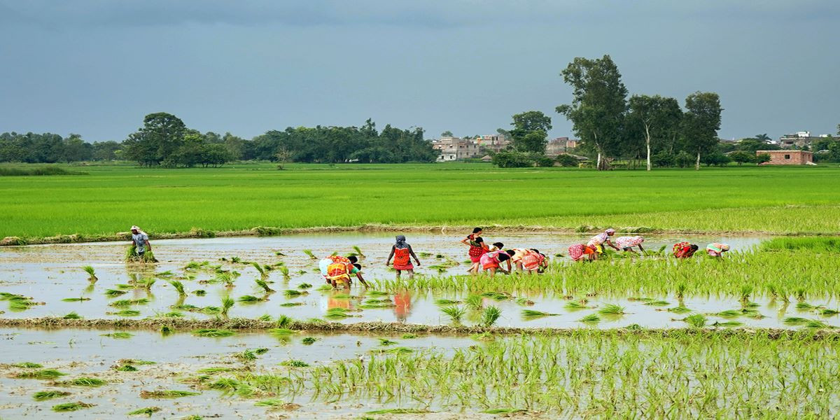 तराईमा खडेरी : मधेस र कोसी प्रदेशमा धान रोपाइँ न्यून