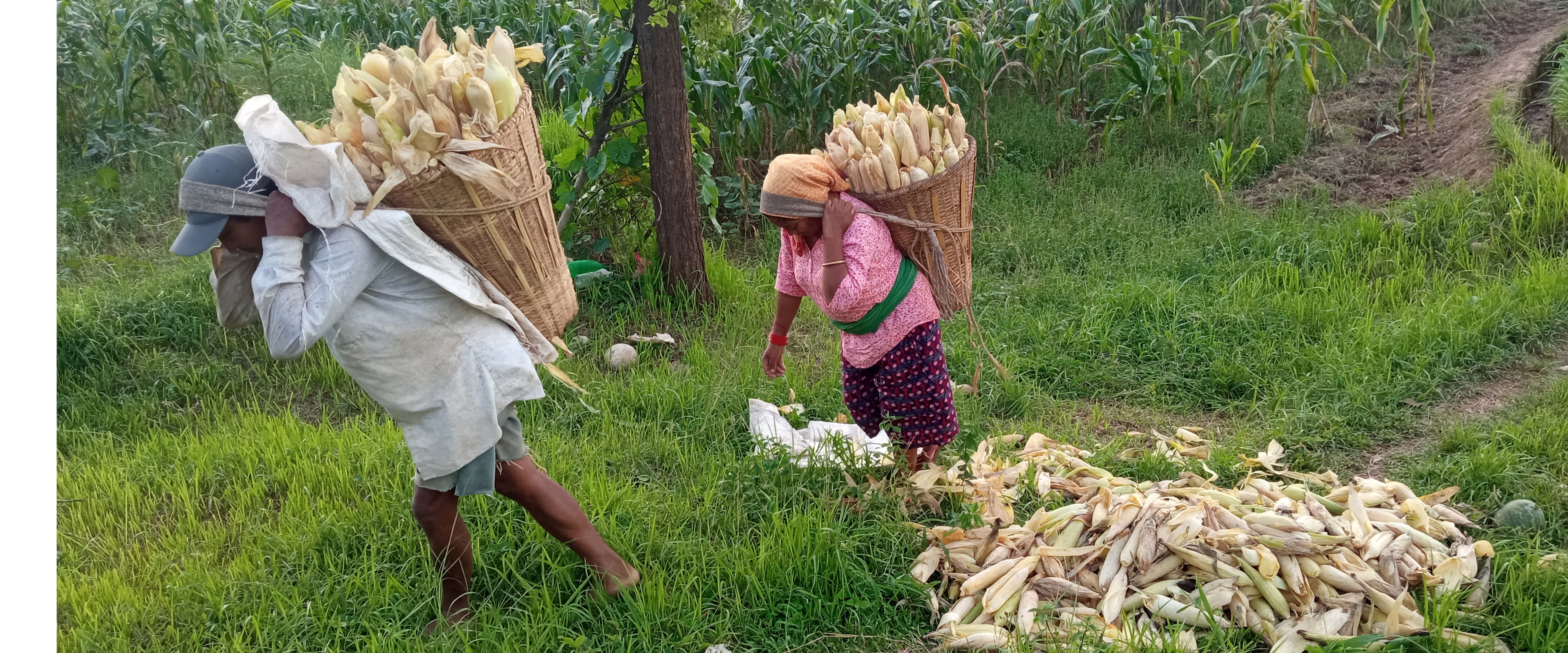 मकै घर लैजाँदै किसान