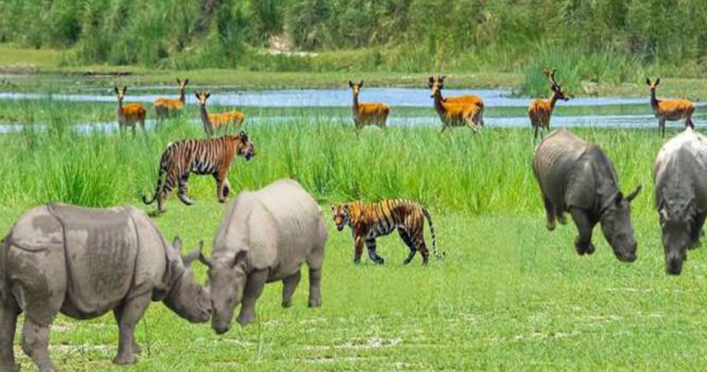 एक वर्षमा ४२ वन्यजन्तुको उद्धार