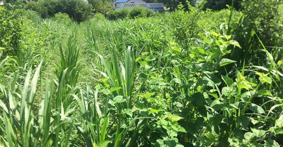 प्रधानमन्त्री कृषि आधुनिकीकरण परियोजनाःबाख्रालाई डाले घाँस र आलु भण्डारण घर