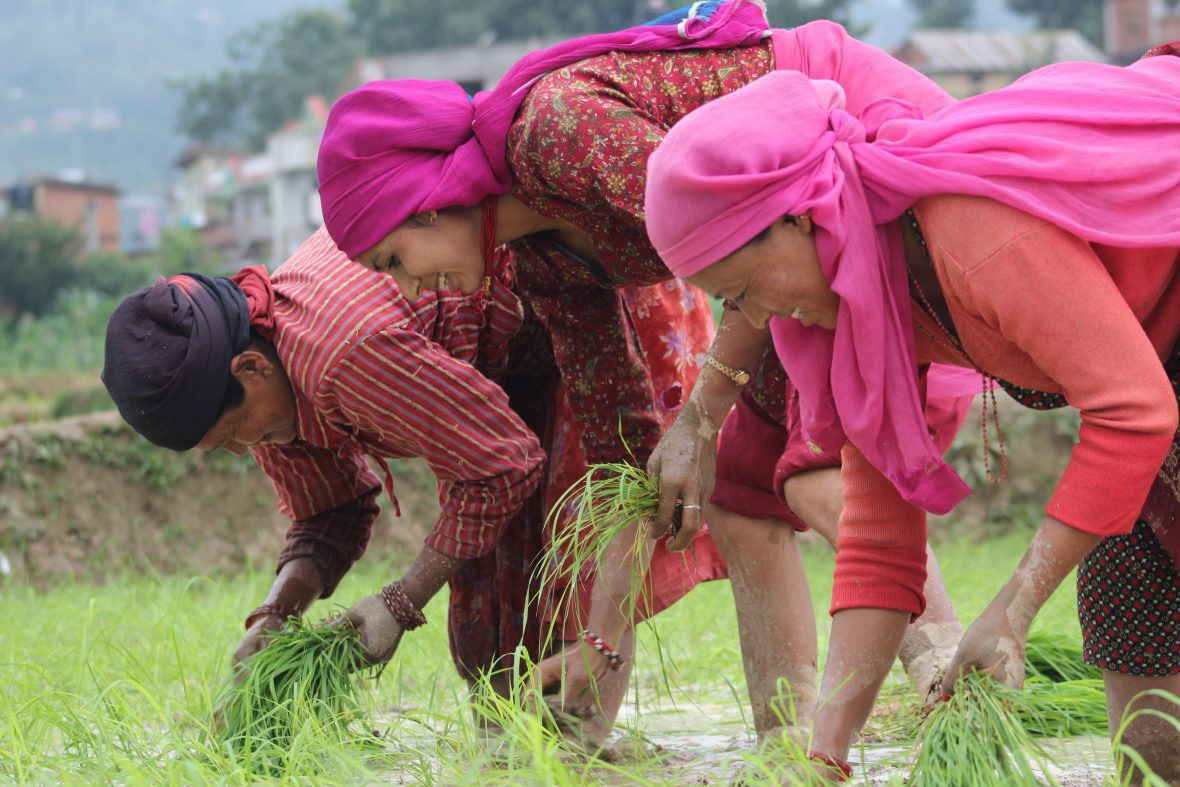 देशभर कति सकियो रोपाँई ?