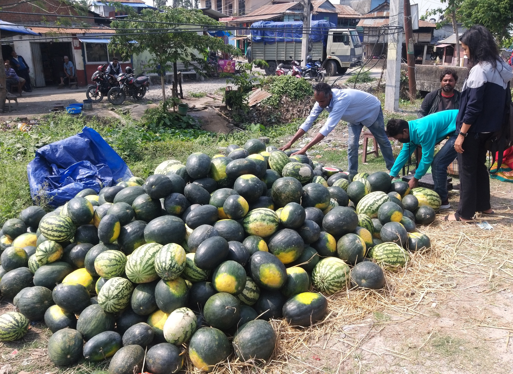 गर्मीयाम शुरु भएसँग खरबुजाको व्यापारमा वृद्धि