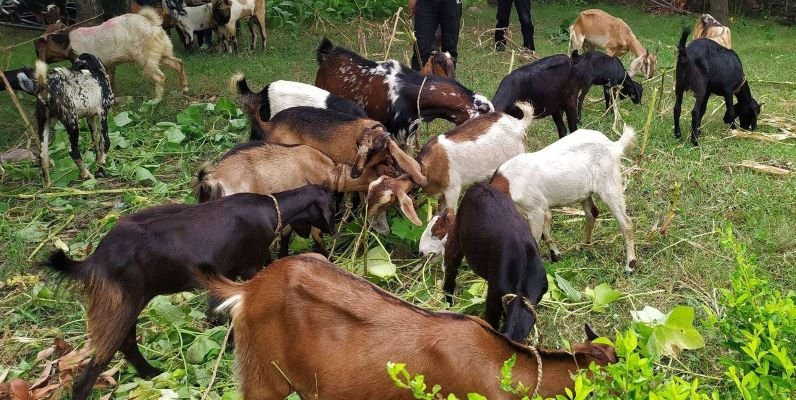 बैतडीमा ८० हजार बाख्रालाई पिपिआर खोप