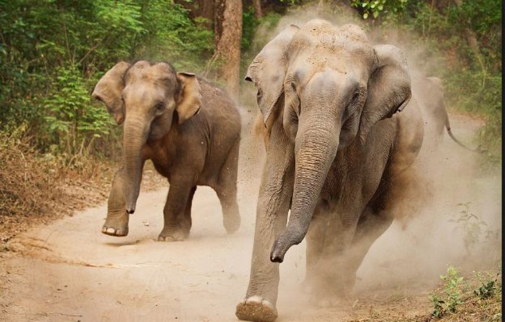 जंगली हात्तीको आक्रमणबाट एक महिला गम्भीर घाइते