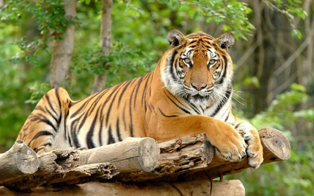 गत आवमा चितवनमा जङ्गली जनावरको आक्रमणबाट १२ जनाको मृत्यु
