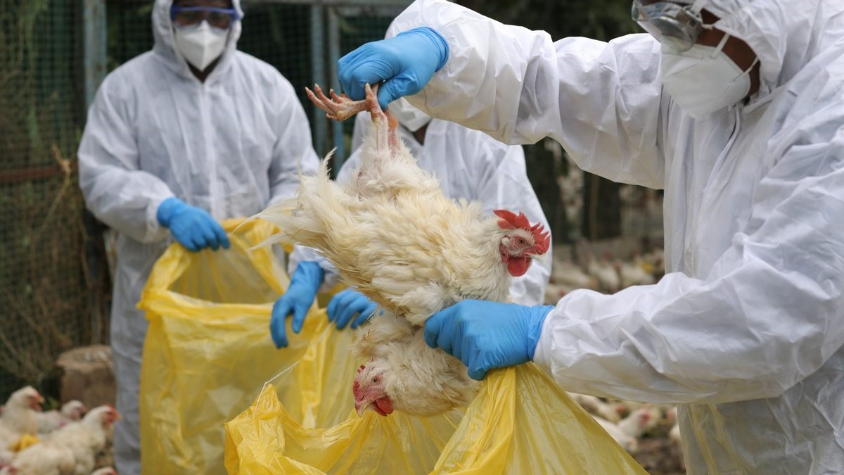 चैतमा मात्र २३ स्थानमा बर्डफ्लु देखियो