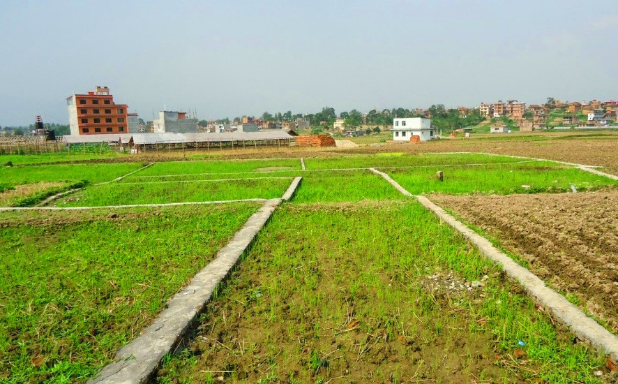 शुक्लाफाँटामा जग्गा कित्ताकाट खुला
