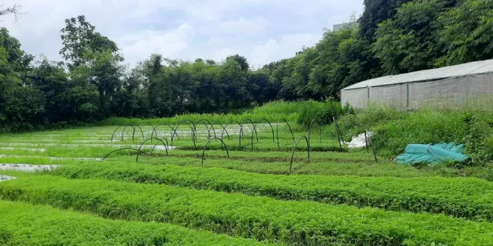 फूलखेतीबाट राम्रो आम्दानी गर्दै लोकेन्द्र