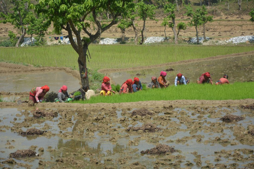 एकै वर्षमा एक हजार सात ३५ हेक्टर चैते धानखेती घट्दै