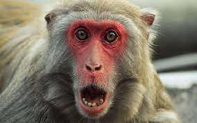 श्रीलङ्काले चीनलाई एक लाख बाँदर बेच्ने तयारी