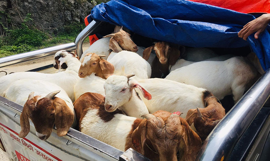 विदेशको जागिर छाडेर बाख्रा र माहुरीपालन, वार्षिक १५ लाखसम्मको कारोबार