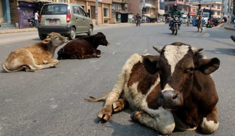 चौपाया व्यवस्थापन गर्न गौशाला