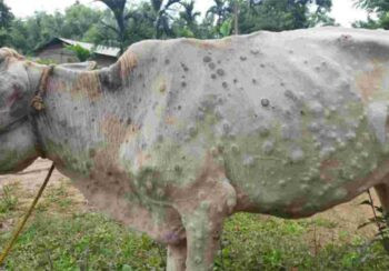 ‘लम्पी स्किन’बाट चार सय गाईभैँसी मरे