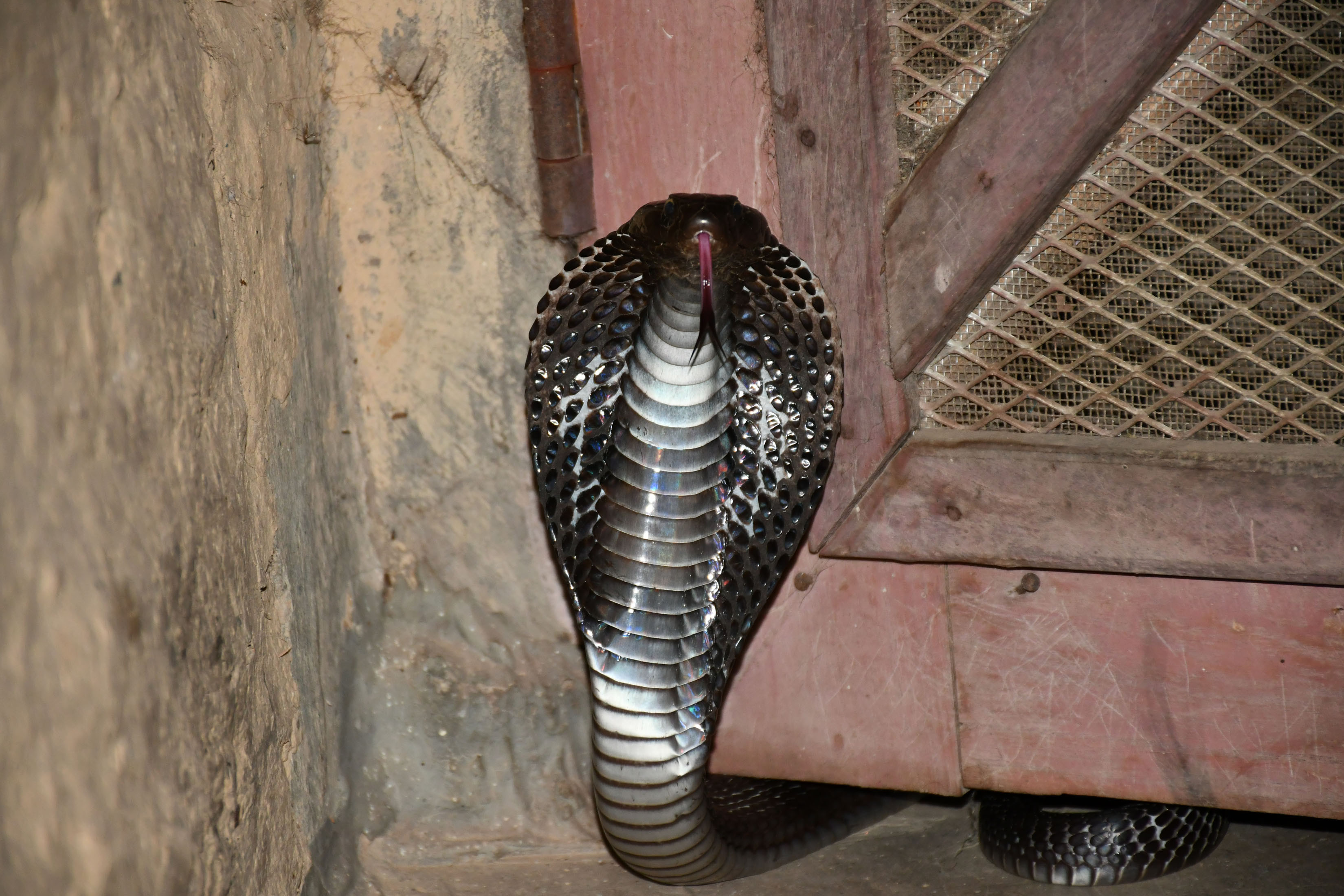 बिषालु सर्प