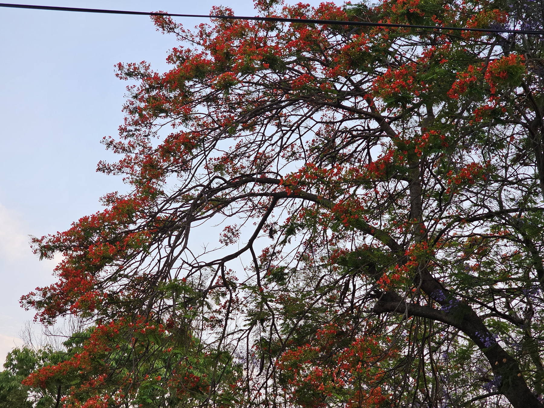 गुलमोहर