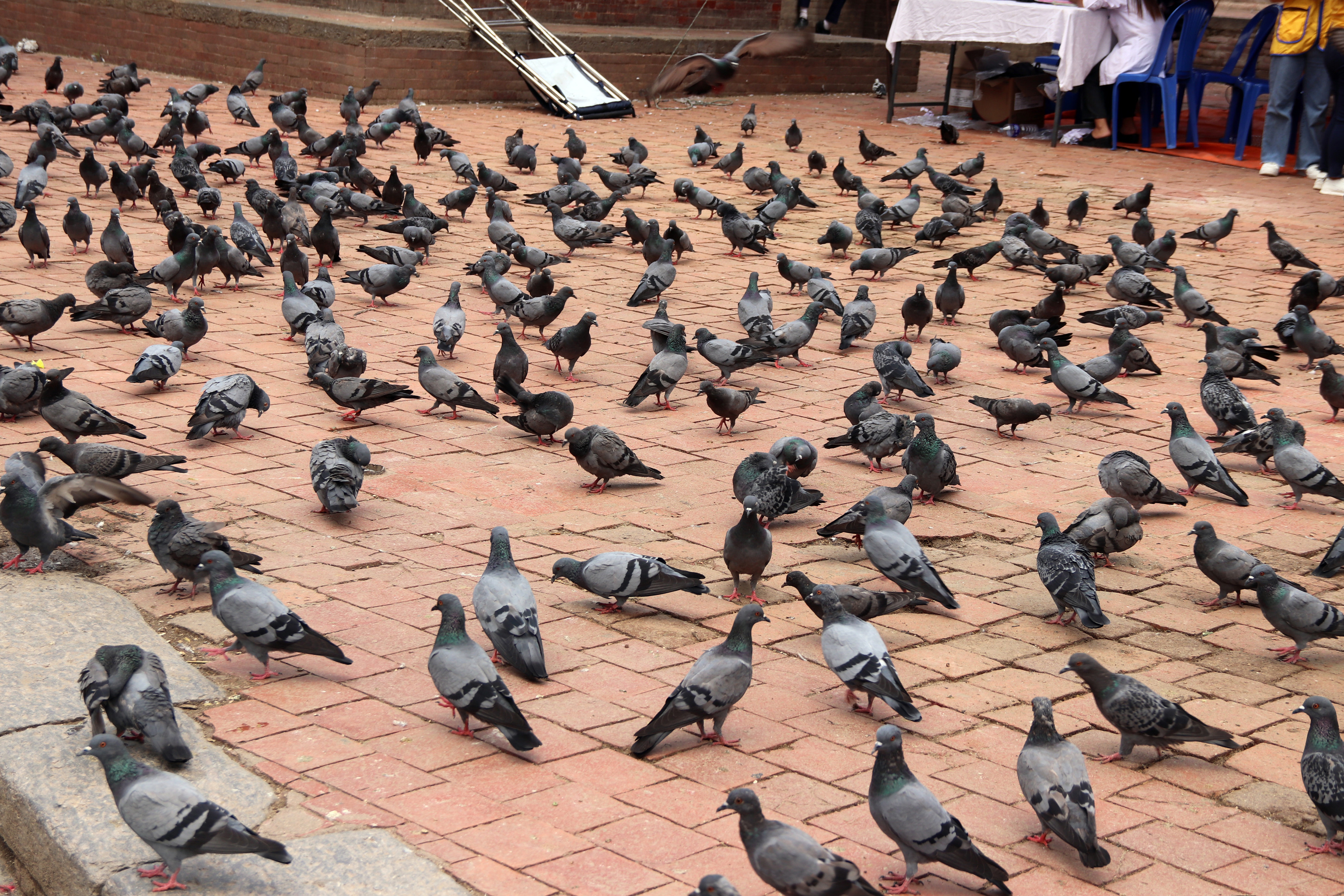 चारोको प्रतिक्षामा परेवा