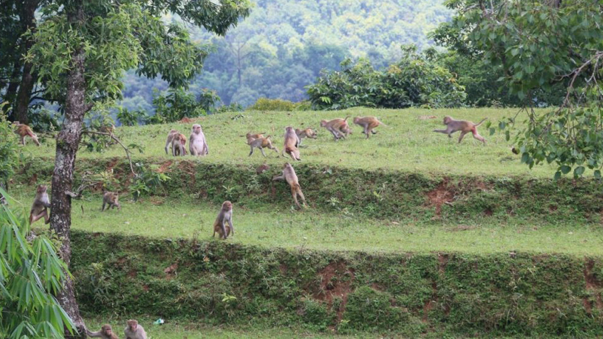 बाँदर धपाउने नेतालाई मात्र जिताउने बाग्लुङ्गबासीको धारणा