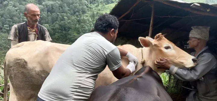 झापामा ३० हजार गाईभैँसीलाई लम्पी स्किनविरुद्धको खोप