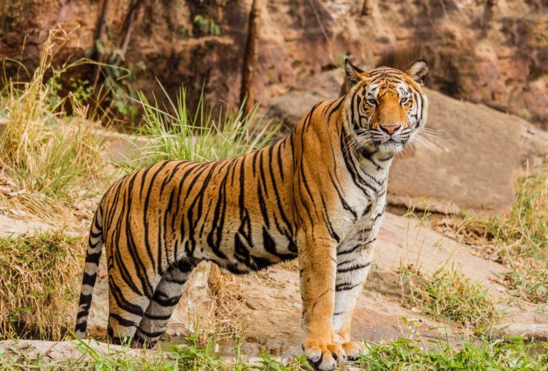 बाघको आक्रमणबाट बालकको मृत्यु
