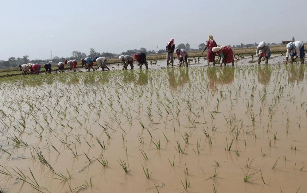 मधेस प्रदेशमा ५९ प्रतिशत मात्र धान रोपाइँ