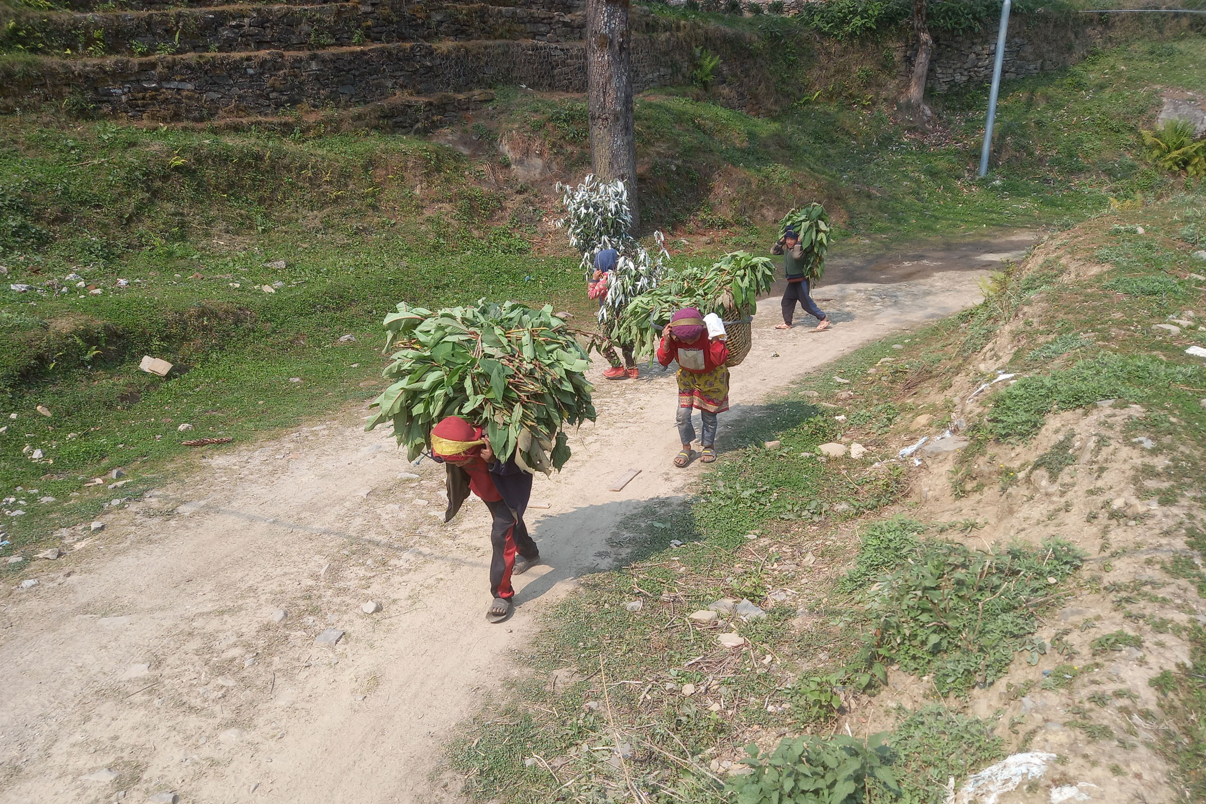 स्याउला बोक्दै बालबालिका