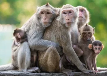 किसानलाई बाली जोगाउने चिन्ता