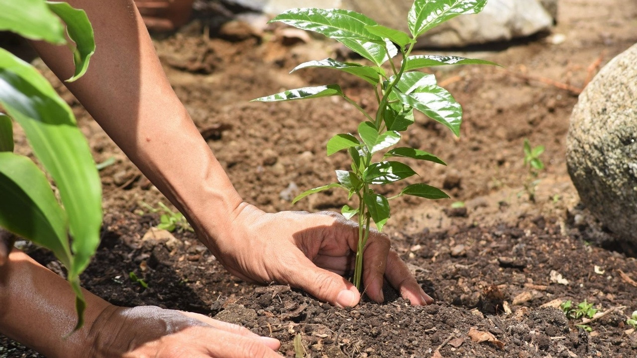 पानी नपरेपछि सुक्दै बोटबिरुवा