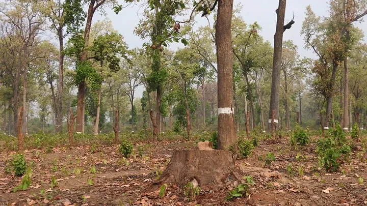 सामुदायिक वनबाट समृद्धि खोज्दै घार्मीको बस्ती