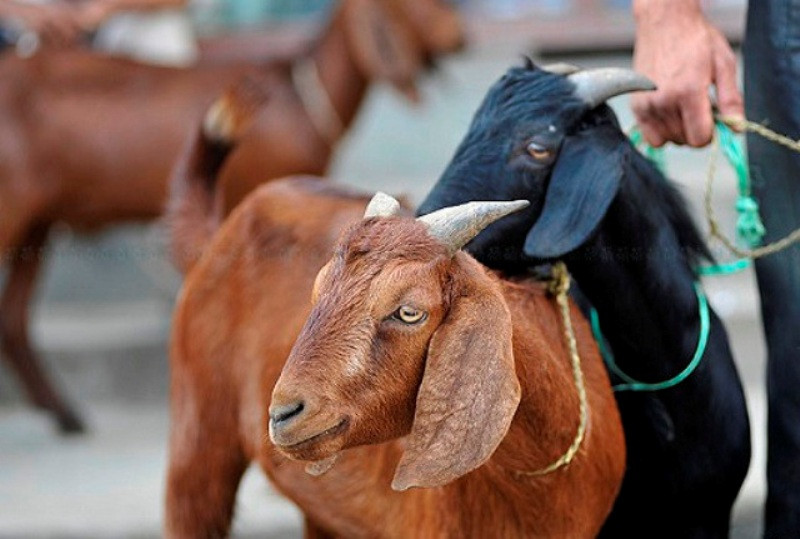 मिर्चैया नगरपालिकाद्वारा किसानलाई एक सय बाख्रा वितरण