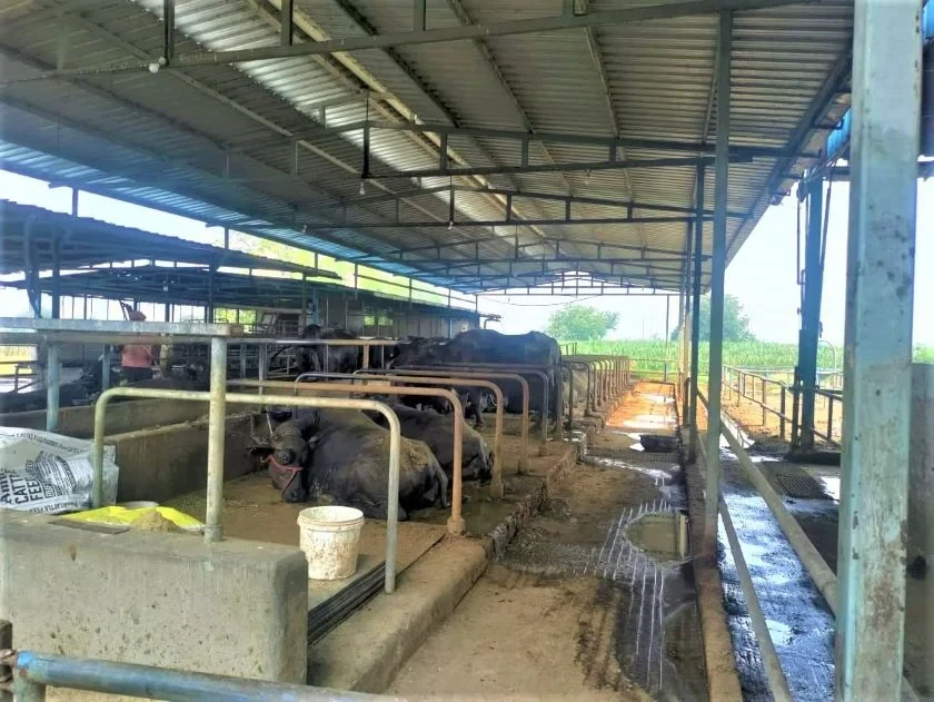व्यावसायिक पशुपालनमा  युवाको आकर्षण